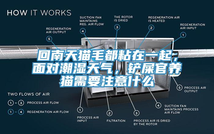 回南天貓毛都粘在一起，面對(duì)潮濕天氣，鏟屎官養(yǎng)貓需要注意什么