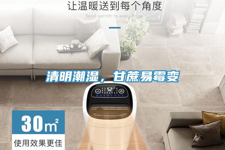 清明潮濕，甘蔗易霉變