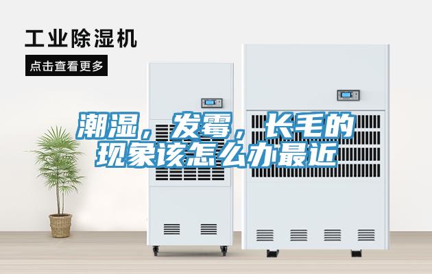 潮濕，發霉，長毛的現象該怎么辦最近