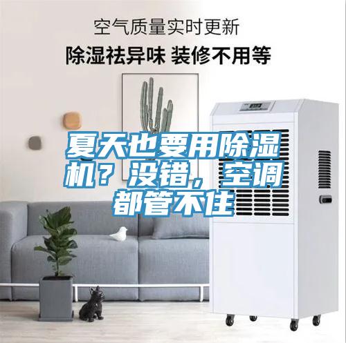 夏天也要用除濕機？沒錯，空調都管不住